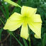 Hemerocallis Prairie Moonlight 